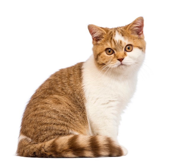 Gatinho British Shorthair (3,5 meses) sentado e olhando