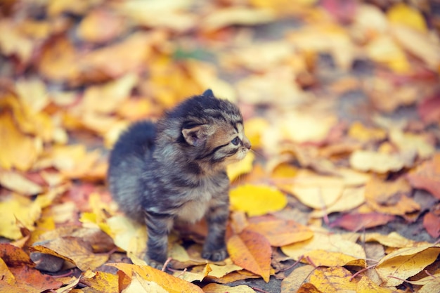 Gatinho caminhando ao ar livre nas folhas caídas no jardim de outono