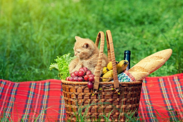 Gatinho cheirando a cesta de piquenique ao ar livre