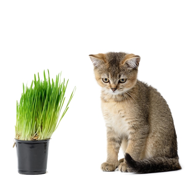 Gatinho, chinchila britânica de carrapato dourado reto sentado em um fundo branco, próximo a um vaso de grama verde