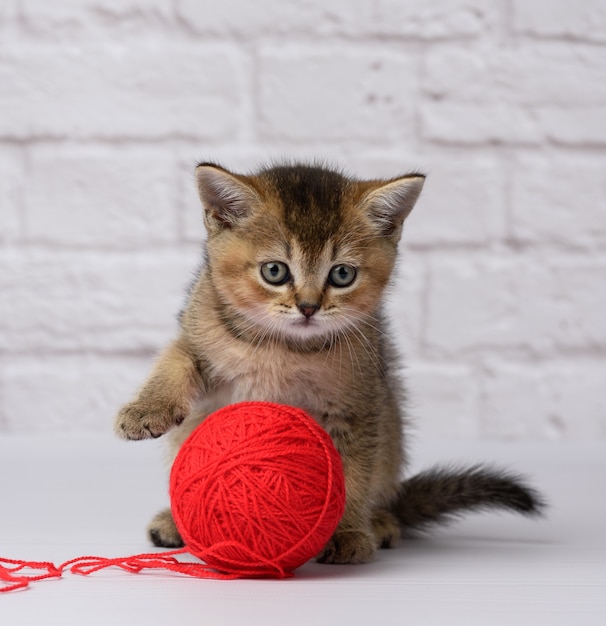 Foto gatinho chinchila dourada escocesa raça reta