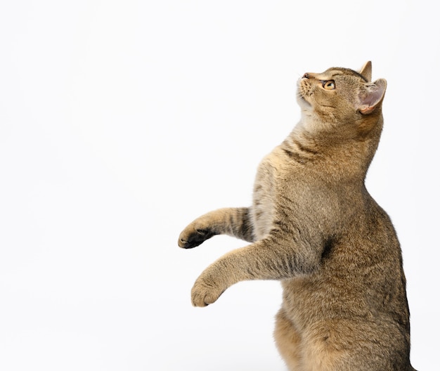 Gatinho, chinchila escocesa com tiquetaque dourado reto sentado em uma superfície branca, as patas dianteiras levantadas