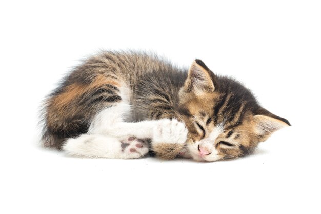Foto gatinho chita doméstico com sono