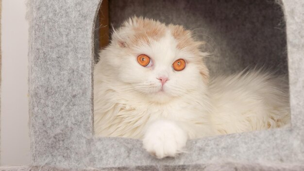 Gatinho chita fofo olhando para a câmera na vista frontal de fundo cinza