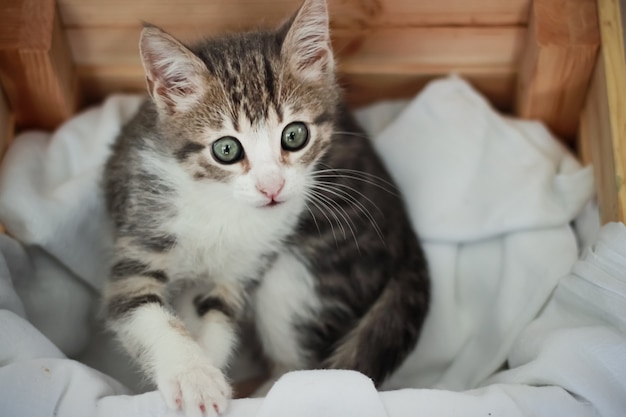 Gatinho cinza branco fofo com várias poses