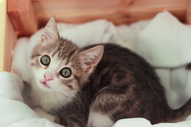 Gatinho cinza branco fofo com várias poses