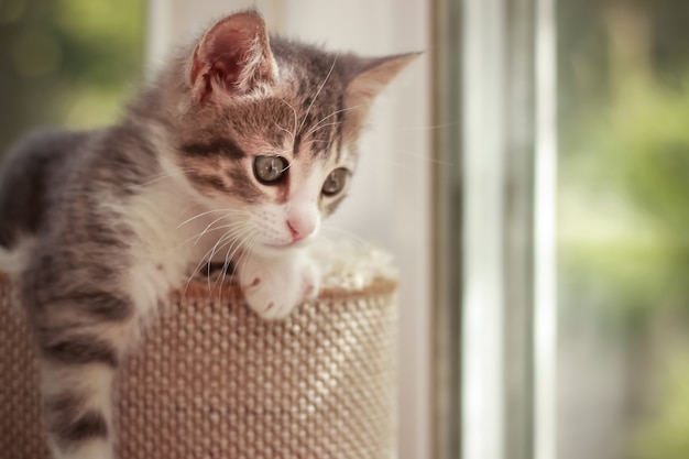 Gatinho cinza branco fofo com várias poses