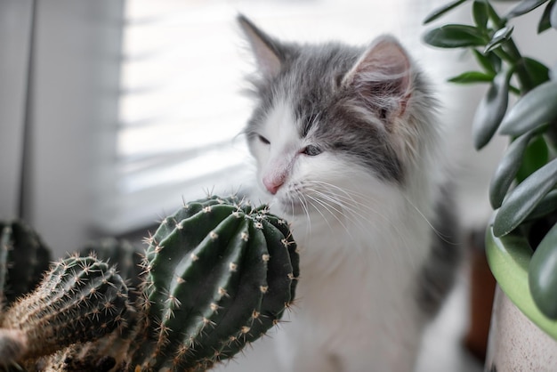 Gatinho cinza branco tenta comer kaktus, flores caseiras no parapeito da janela