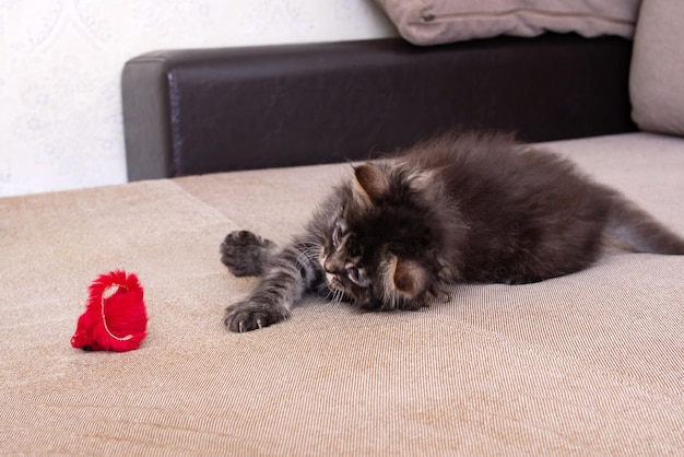 Gatinho cinza brincando com o mouse de brinquedo