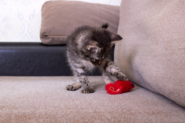 Gatinho cinza brincando com o mouse de brinquedo