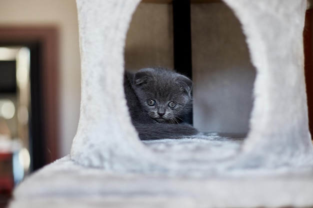 Gatinho cinza britânico brincalhão bonito brincando na árvore de coçar de móveis em casa Scratcher Posts gato engraçado Amo animais de estimação