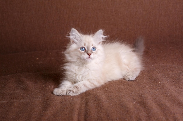 Gatinho cinza com olhos azuis em um fundo marrom