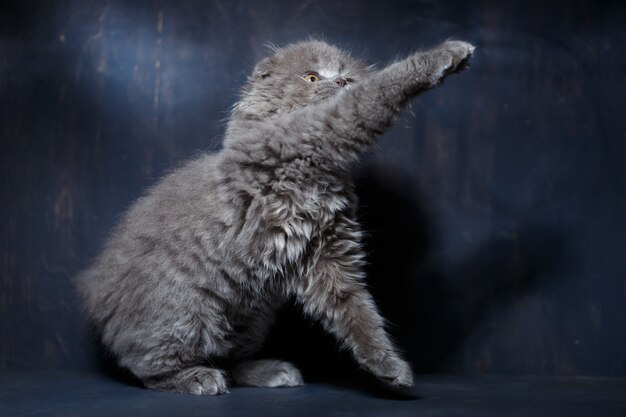 Gatinho cinza da raça Scottish Fold brincando sobre um fundo cinza