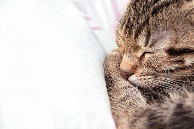 Gatinho cinza docemente dorme na cama