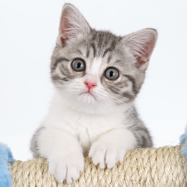 Foto gatinho cinza em fundo branco olhando certo