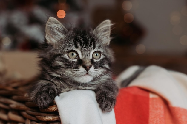 Gatinho cinza em uma cesta em casa para o natal. cartão de ano novo