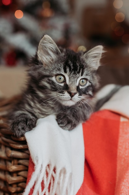 gatinho cinza em uma cesta em casa para o natal. cartão de ano novo