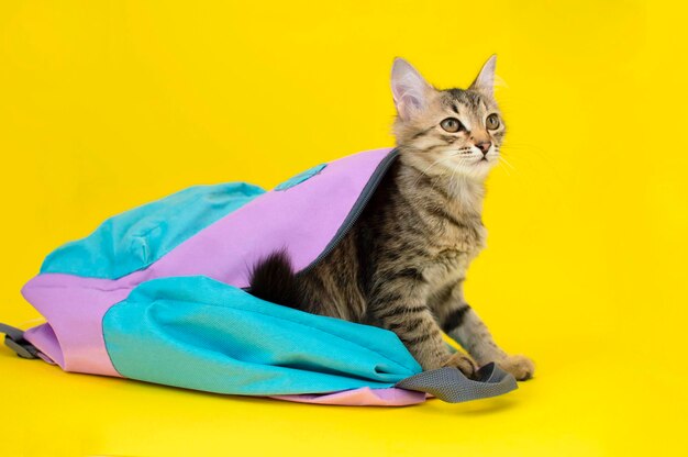 Gatinho cinza engraçado em uma mochila jogando assistindo sentado Um pequeno gatinho listrado senta-se em uma bolsa em um fundo amarelo um gatinho parece fora de uma mochila azul O conceito de animais de estimação