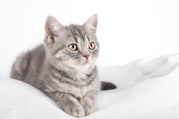 Gatinho cinza escocês com olhos amarelos senta-se em um fundo cinza