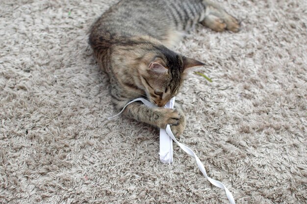 Gatinho cinza está brincando com um pedaço de papel amassado Um gato curioso está brincando com um pedaço de papel