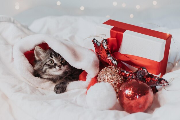 Gatinho cinza está deitado em uma cama branca com um chapéu de papai noel com presentes de natal vermelhos. símbolo do ano