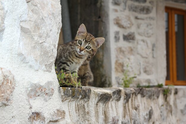 Gatinho cinza no telhado de um prédio antigo