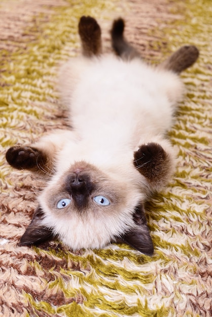 Gatinho cinza pequeno que representou em tecido