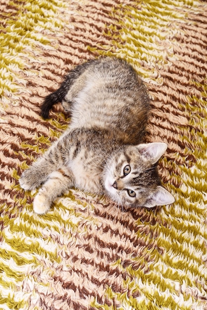 Gatinho cinza pequeno que representou no fundo de têxteis