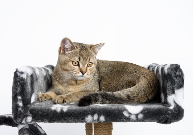 Gatinho cinza puro-sangue, chinchila reta escocesa deitada sobre um fundo branco, o gato está descansando