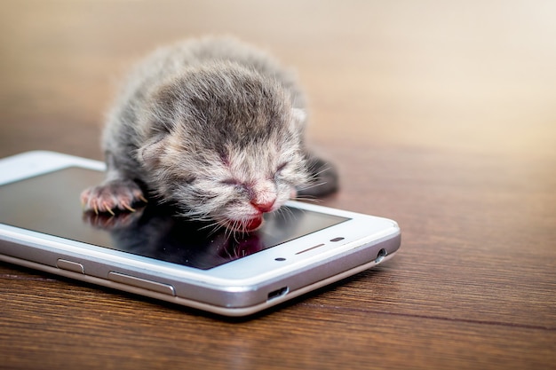 Gatinho cinza recém-nascido perto de um telefone celular