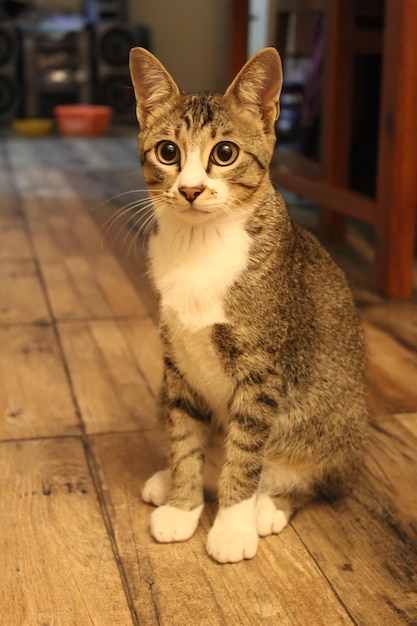 Gatinho cinza sentado no chão de madeira olhando para a câmera