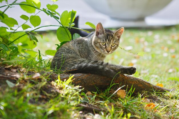 Gatinho cinza sob um arbusto