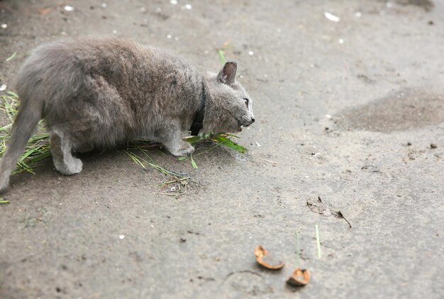 Gatinho cinzento ao ar livre comendo grama. Animal de estimação fofo com uma coleira.