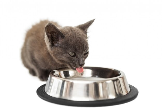 Gatinho cinzento bebendo leite de uma tigela