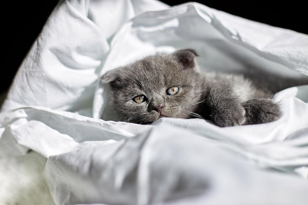 Gatinho cinzento britânico bonito na cama em casa gato engraçado olhando para a câmera Amo animais de estimação