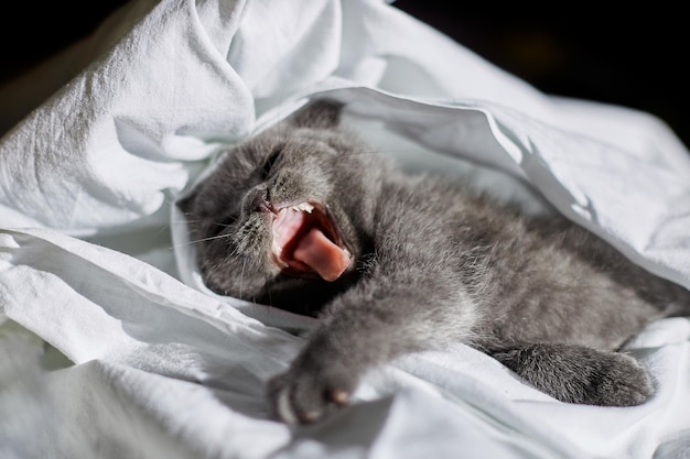 Gatinho cinzento britânico bonito na cama em casa gato engraçado olhando para a câmera Amo animais de estimação