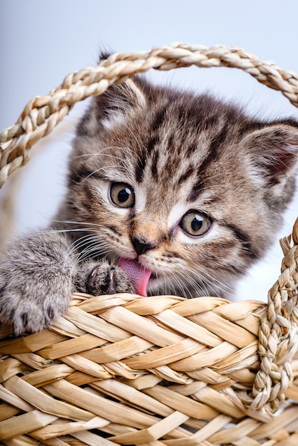 Gatinho cinzento com a boca aberta e a língua para fora.