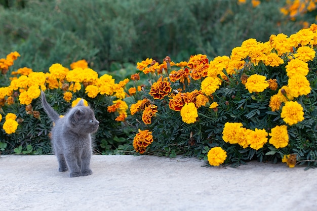 Gatinho cinzento de um mês de idade no jardim. gato e grama verde e flores de calêndula.