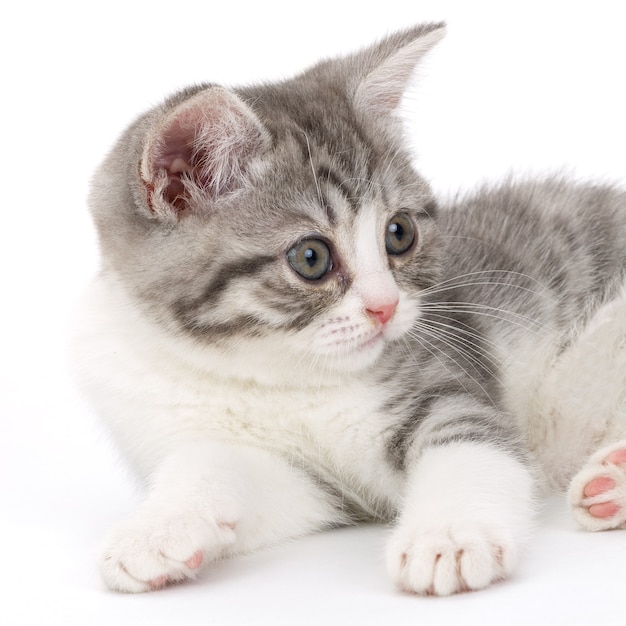 Gatinho cinzento deitado sobre uma superfície branca e olhando para o lado