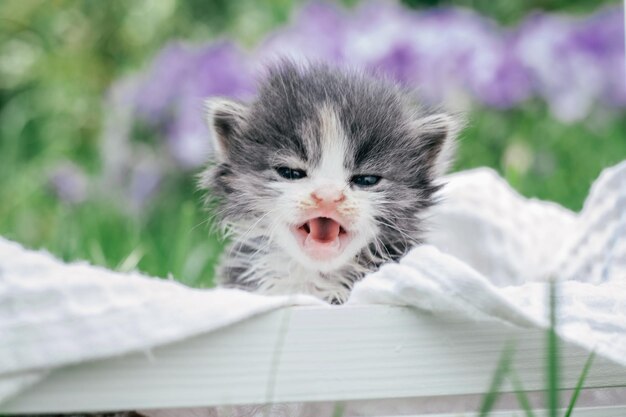 Gatinho cinzento e branco bonitinho sentado na cesta de madeira. lindo animal de estimação em um fundo de grama e flores