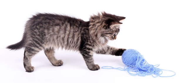 Gatinho cinzento engraçado e novelo de linha isolado no branco