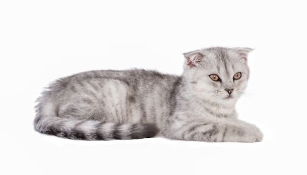 Gatinho cinzento isolado na superfície branca