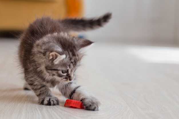 Gatinho cinzento jogando no chão