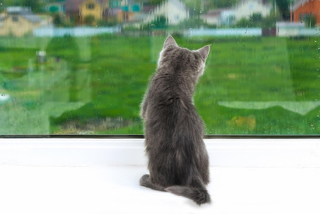 Gatinho cinzento olha e arranha a janela gato no parapeito da janela olha para a chuva