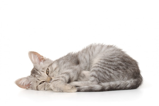 Foto gatinho cinzento pequeno em um branco