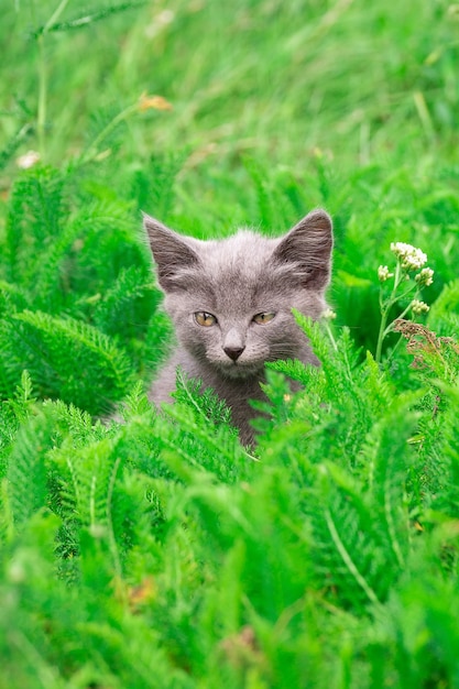 Gatinho cinzento