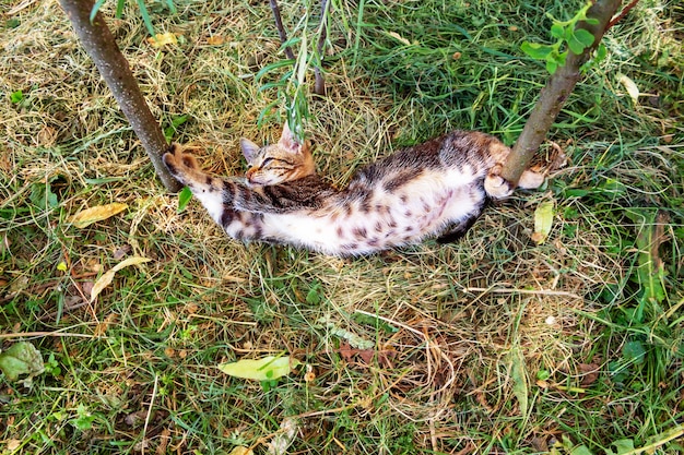 Gatinho com barriga manchada a esticar-se e a bocejar