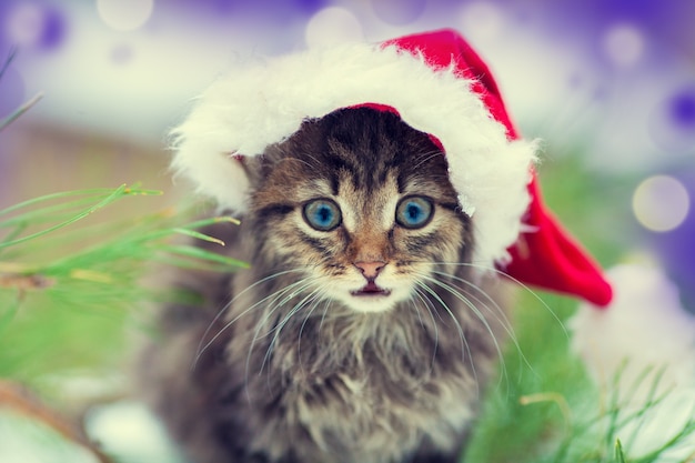 Gatinho com chapéu de Papai Noel ao lado de uma árvore de Natal