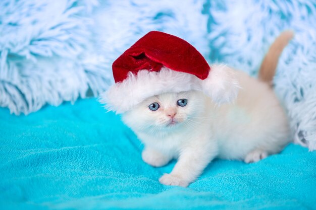 Gatinho com chapéu de Papai Noel deitado sobre um cobertor azul