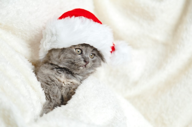 Gatinho com chapéu de Papai Noel em cobertor